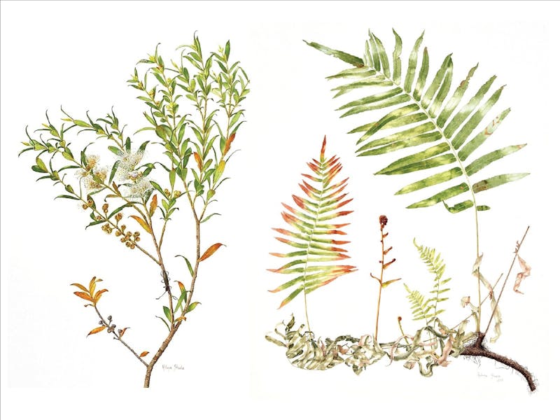 Image for NatureArt Lab’s Australian Ferns Illustrated Workshop