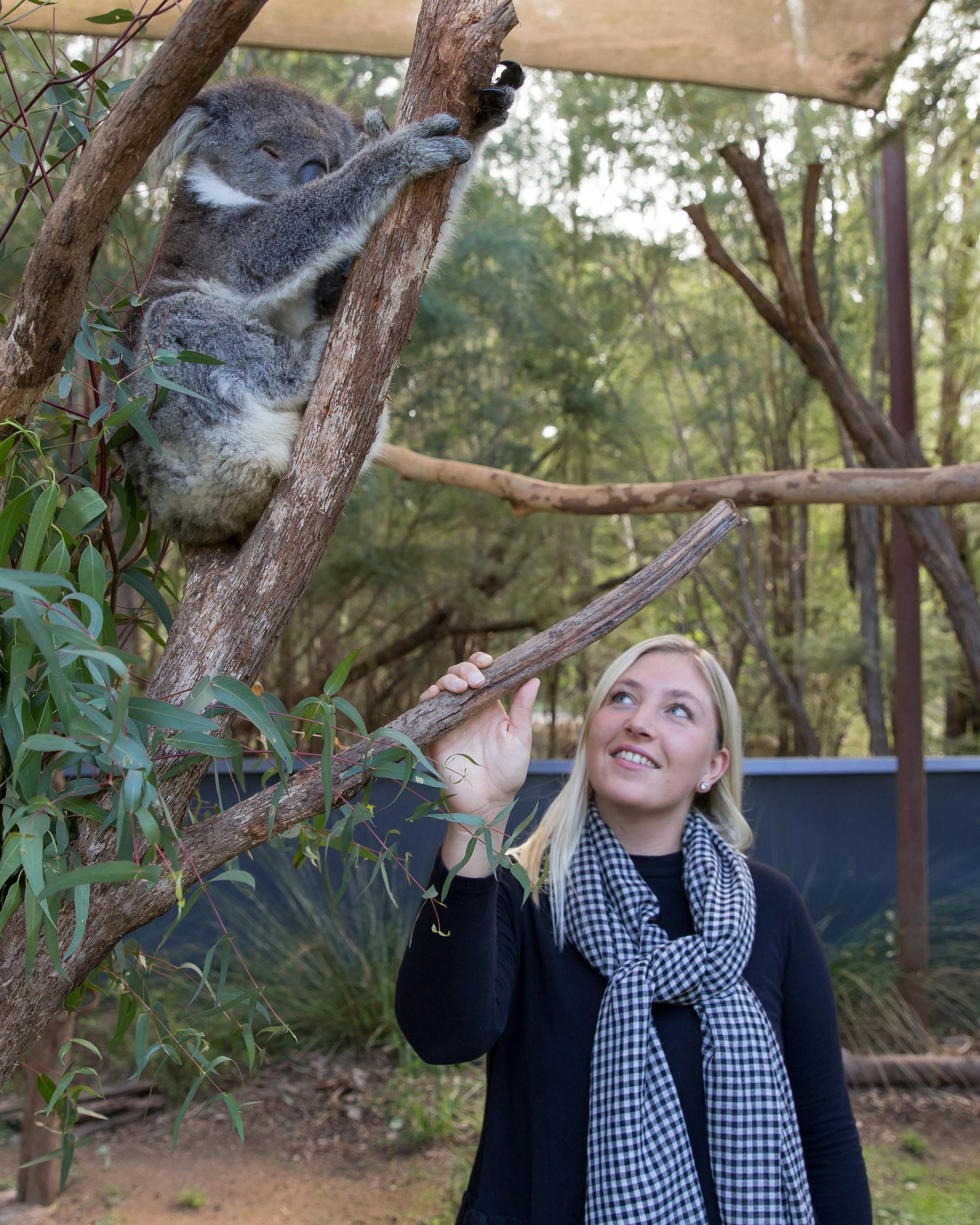 Koala Encounter