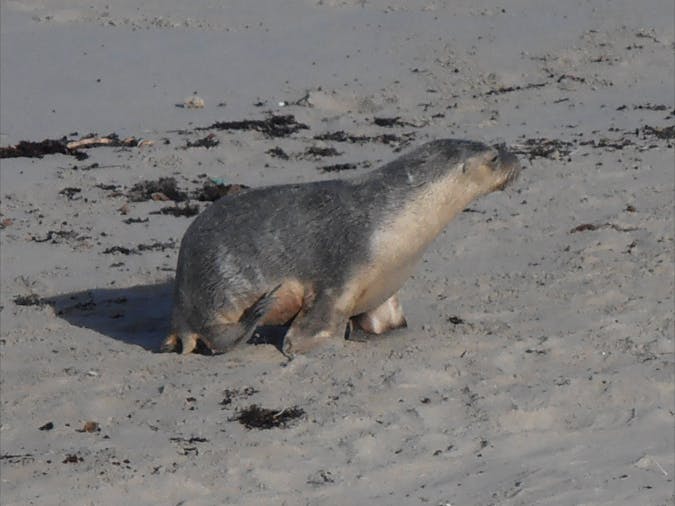 3 Day Express Kangaroo Island Tour SWTKI03