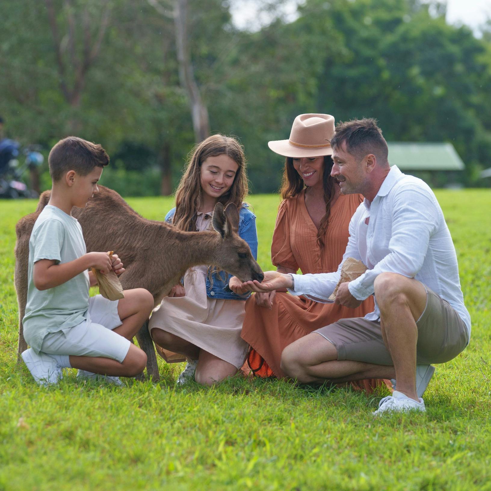 Unwind Moment with Australian native animals