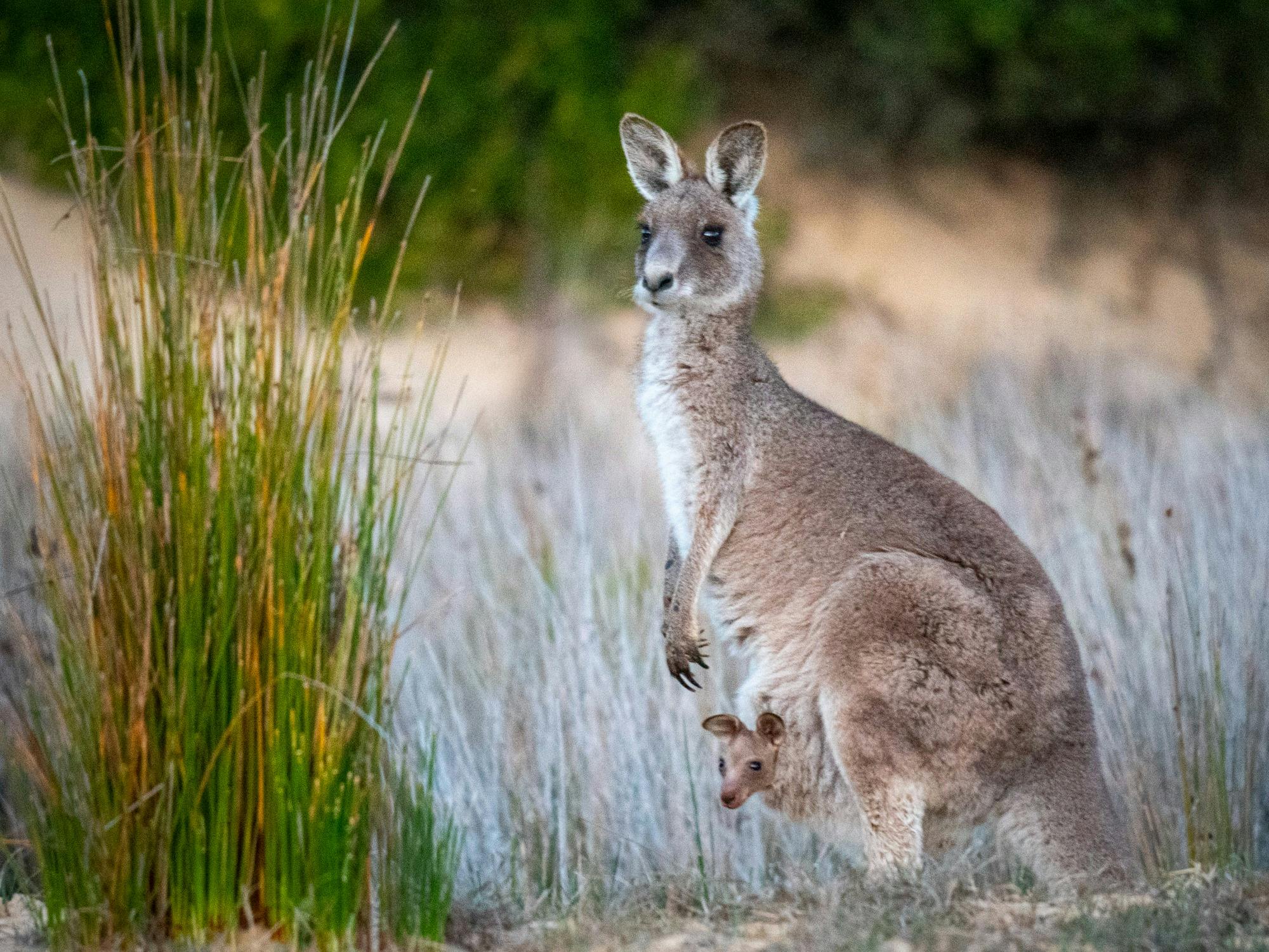 A mother kangaroo with a joey in her pouch stands in the twilight on sandy dunes at the edge of a la