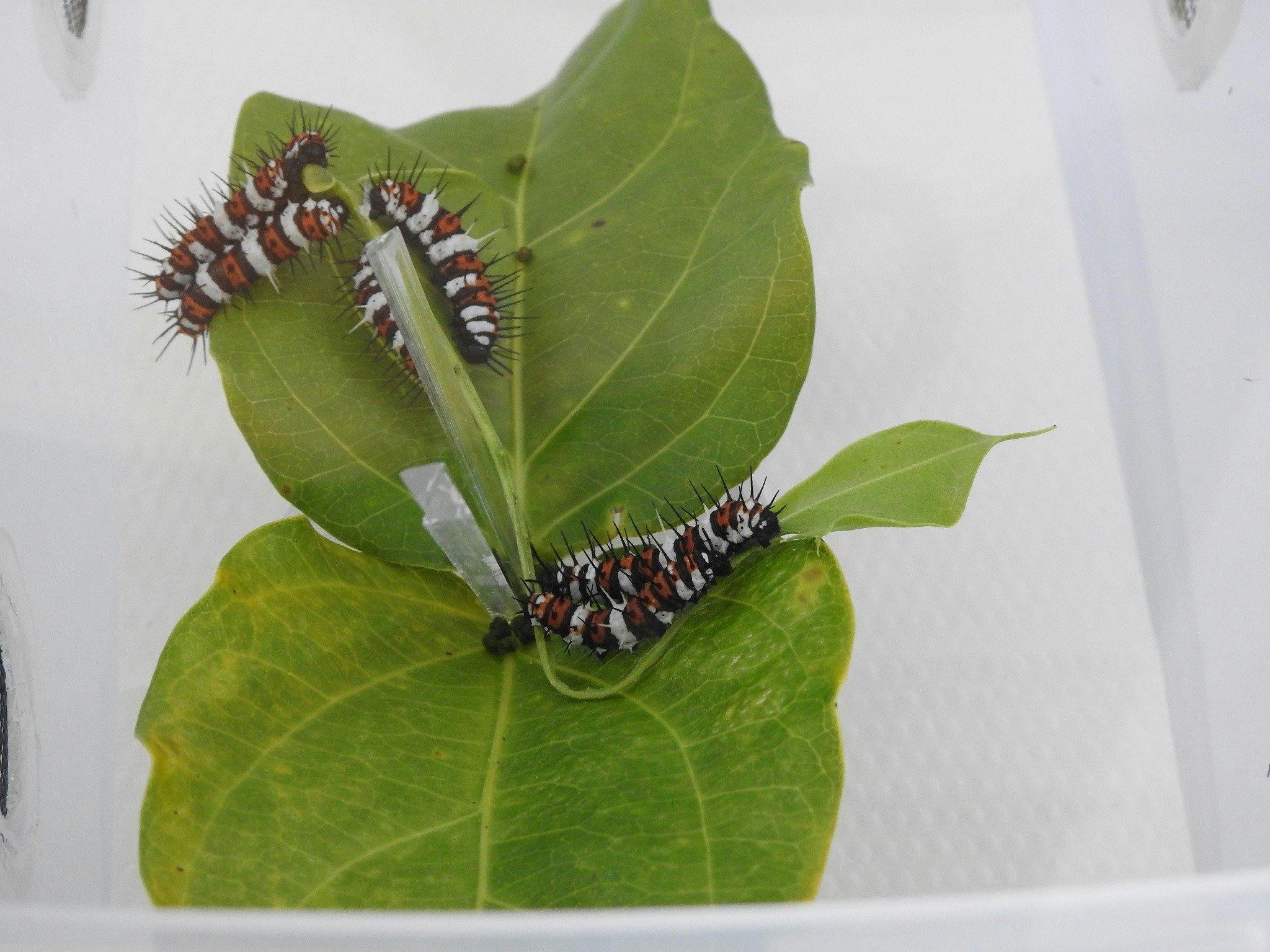 Caterpillars are major eating machines before they morph into chrysalis, then to adult butterflies.