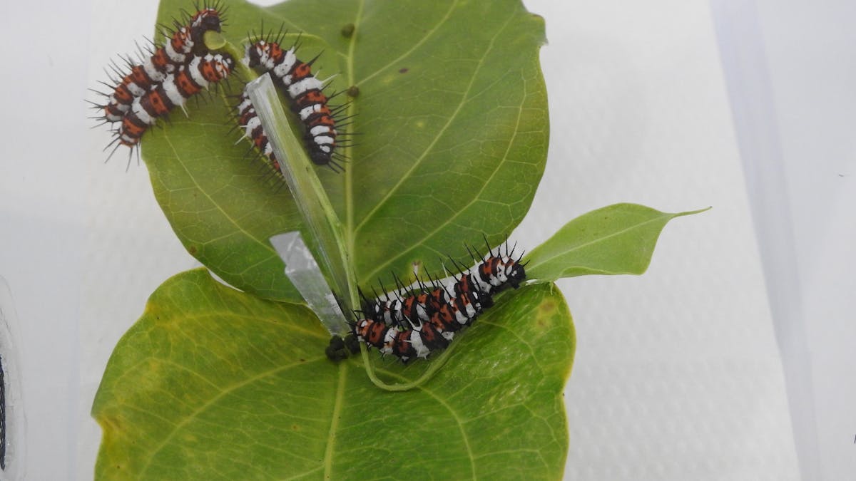 Caterpillars are major eating machines before they morph into chrysalis, then to adult butterflies.