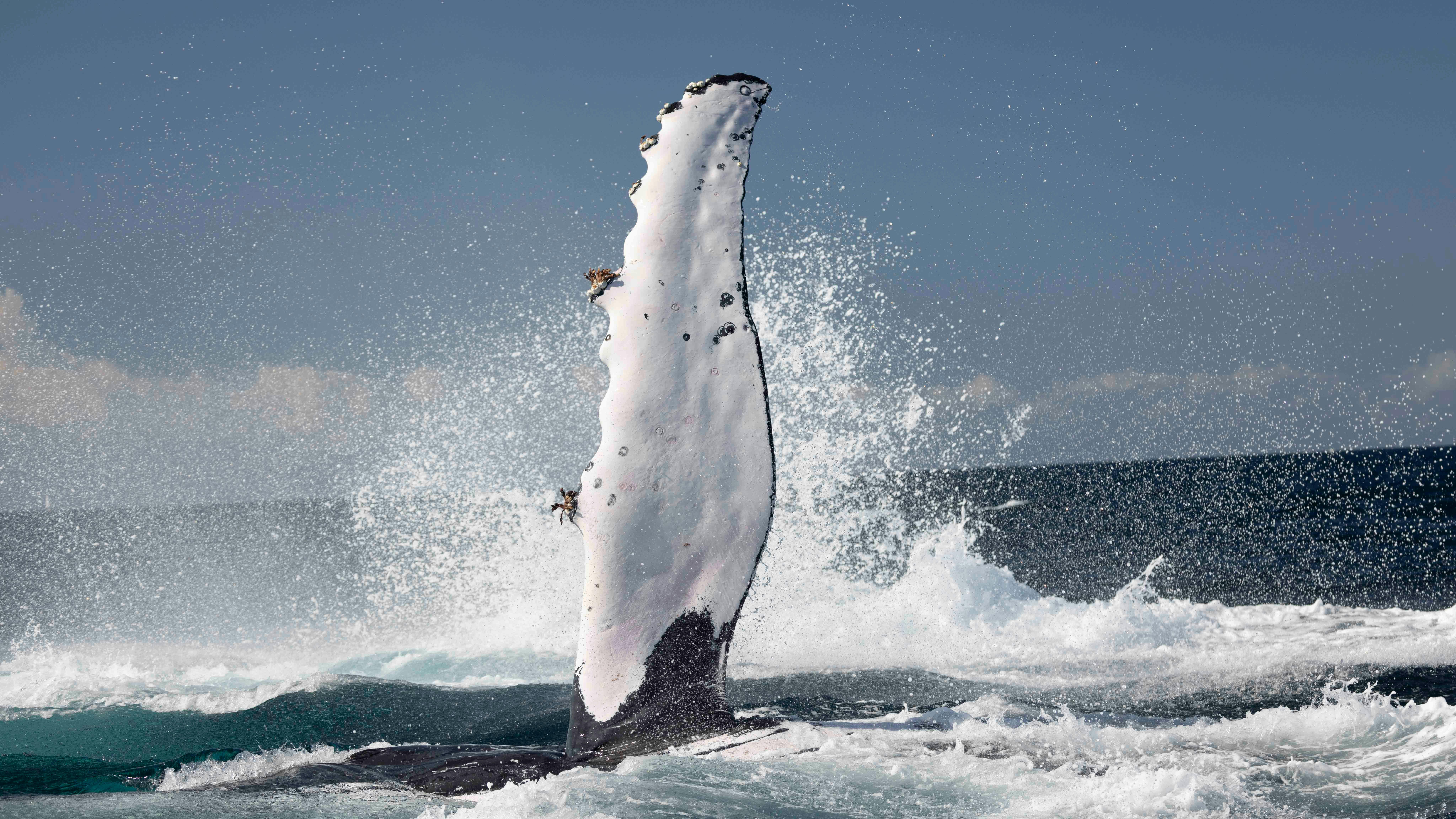 A pec slaping humpback whale waves its huge pectoral fin