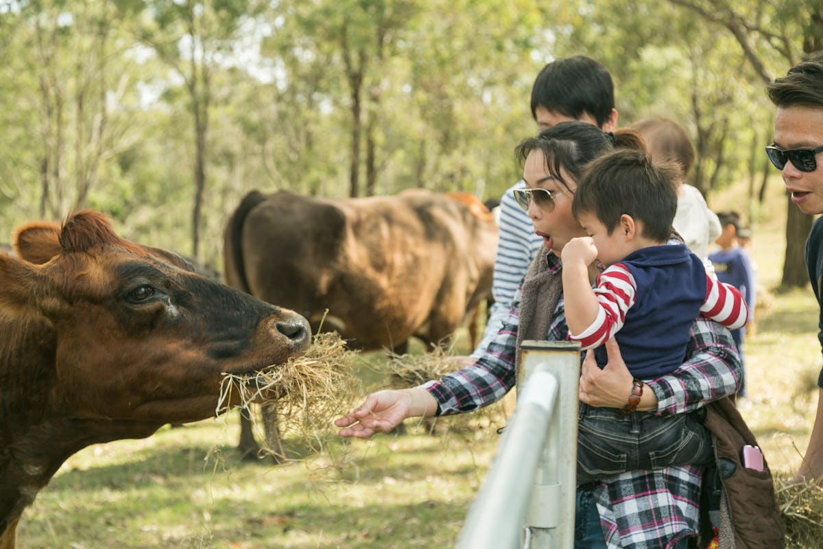 Cow feeding