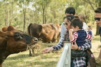 Cow feeding