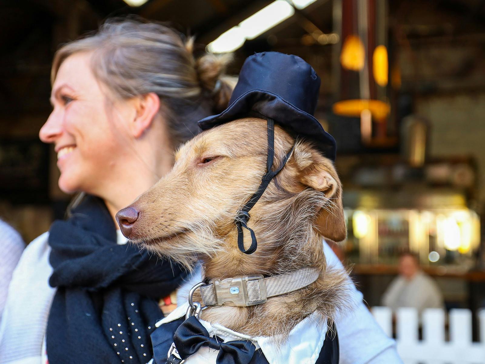 Hop Temple Ballarat Heritage Festival Dog Beard and Stache Competition