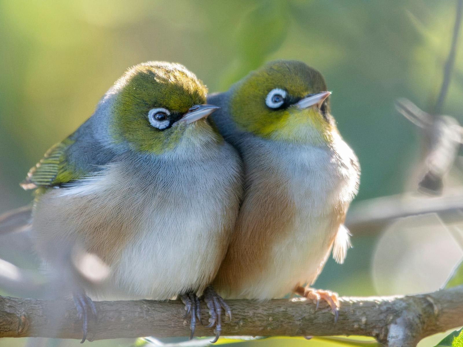 A pair of juvenile silvereyes cuddling up to one another.