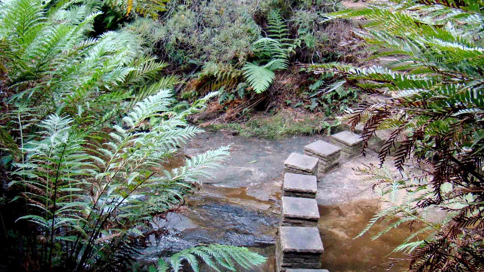 Nature Track, Blue Mountains National Park