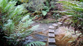 Nature Track, Blue Mountains National Park