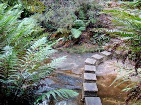 Nature Track, Blue Mountains National Park