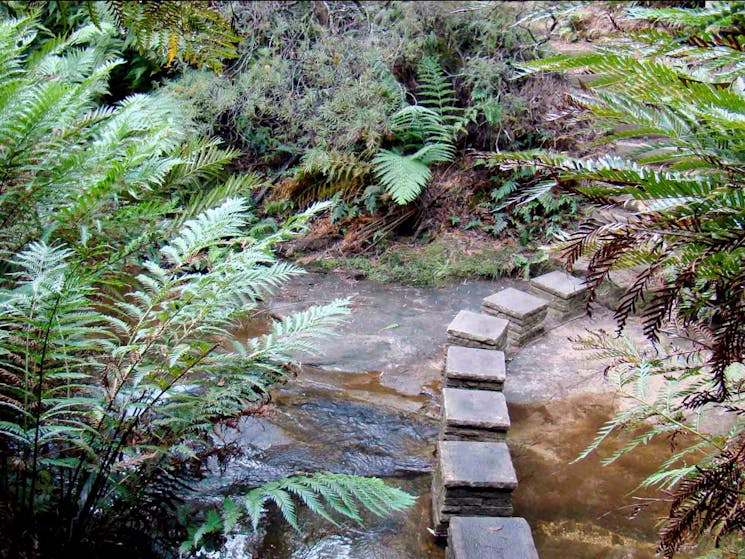 Nature track, Blue Mountains National Park. Photo: Steve Alton