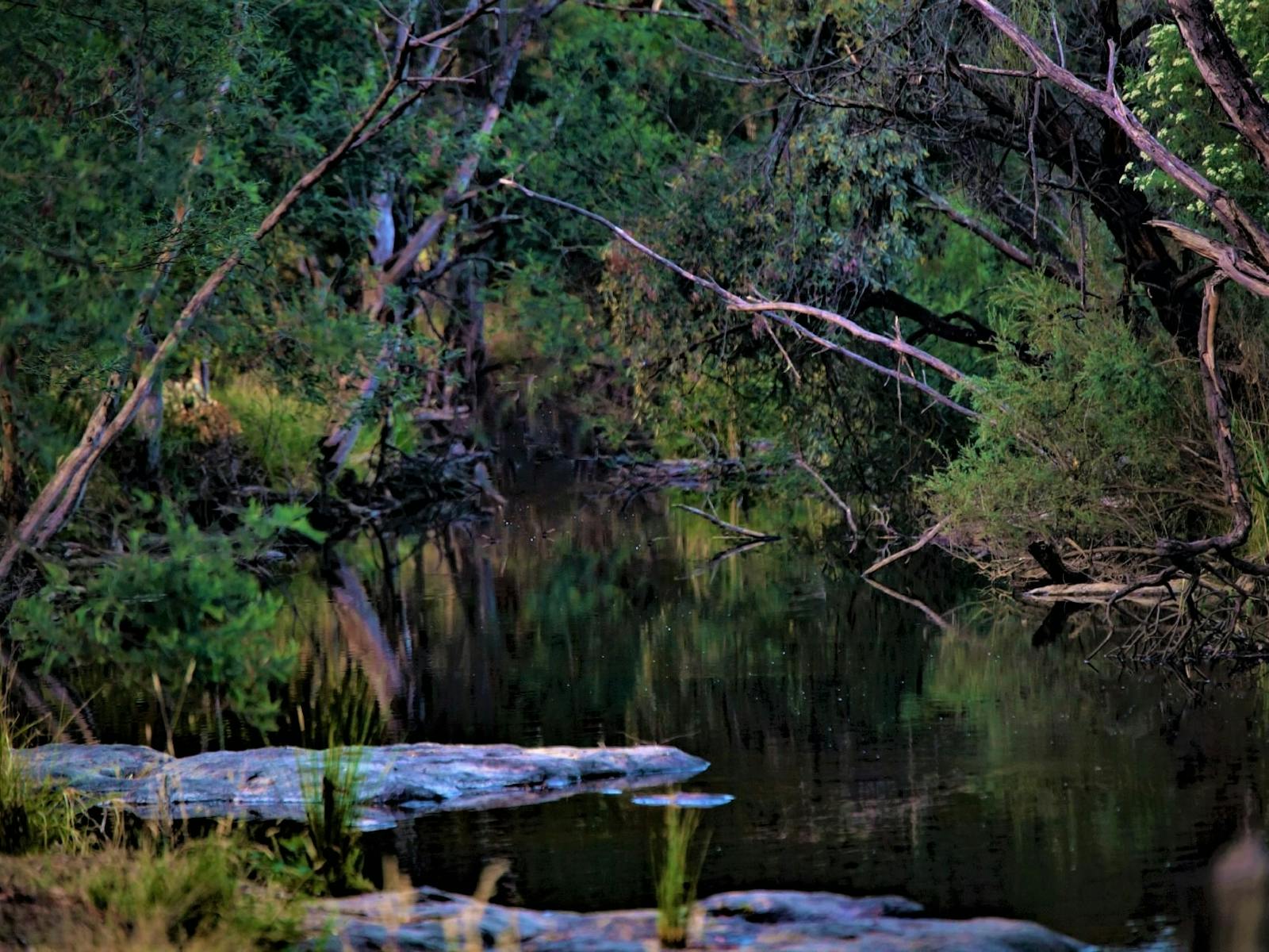 This picture is of beautiful King Parrot Creek surrounded by trees