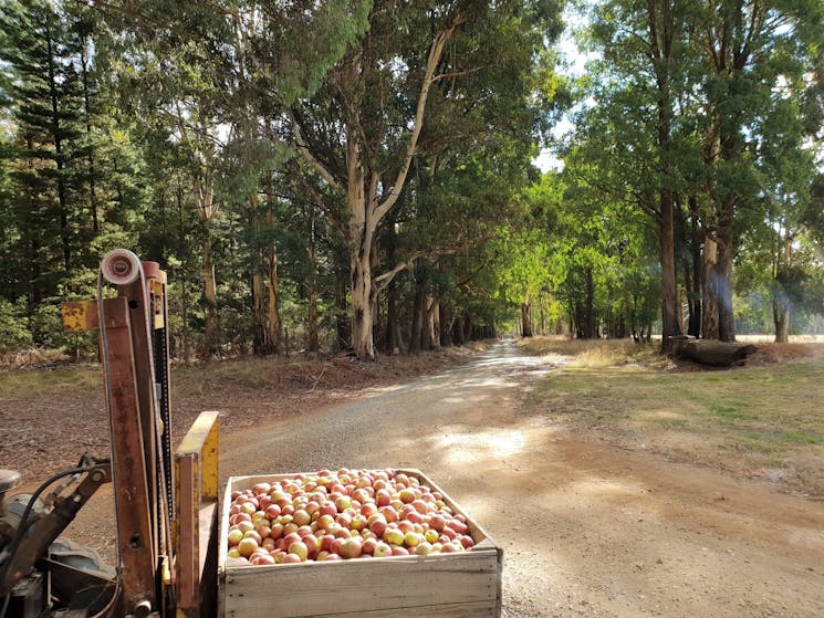 Bringing back cider apples from the orchard