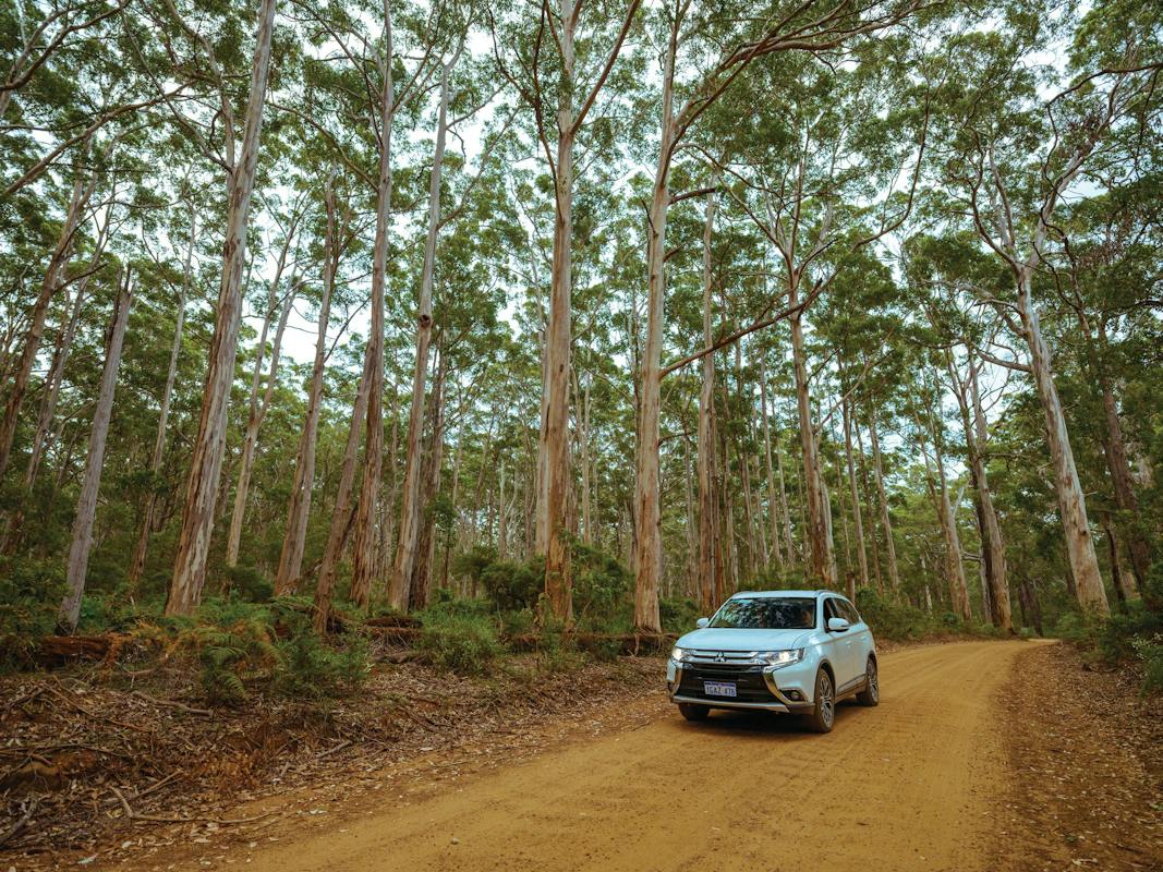 Boranup Karri Forest, part of the Leeuwin-Naturaliste National Park