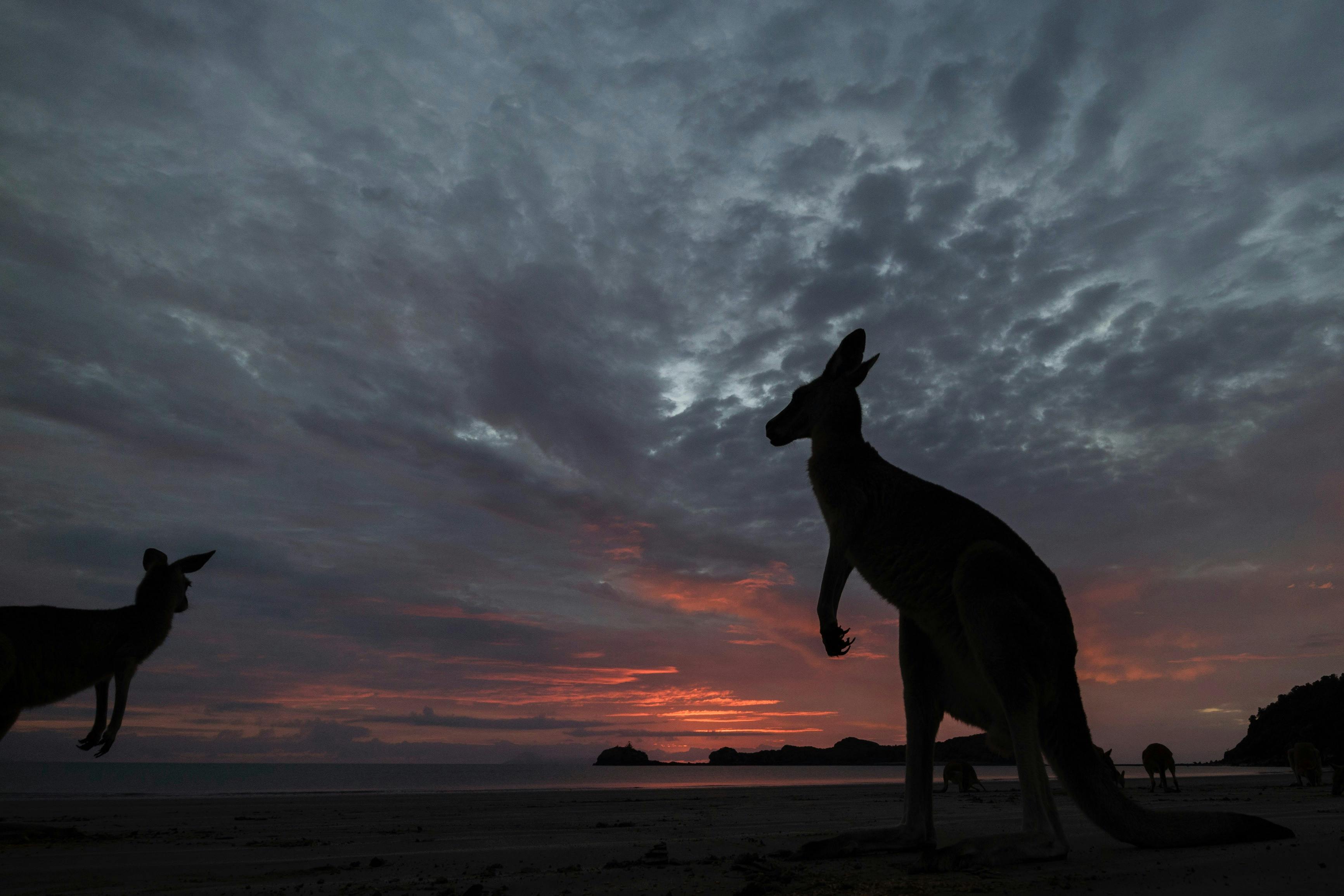 Kangaroo silhouette under a sunset on Cape Hillsborough beach