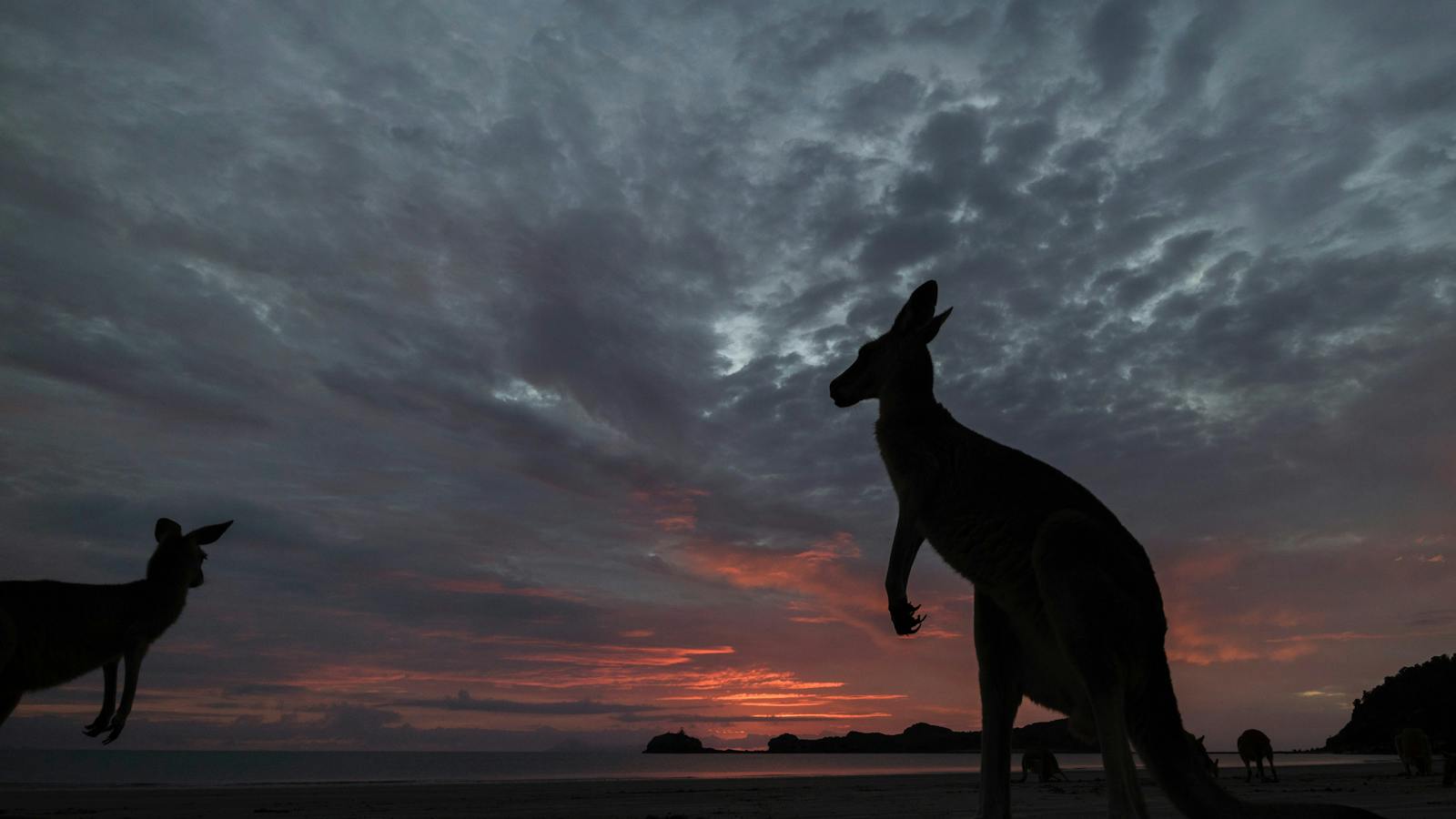 Kangaroo silhouette under a sunset on Cape Hillsborough beach