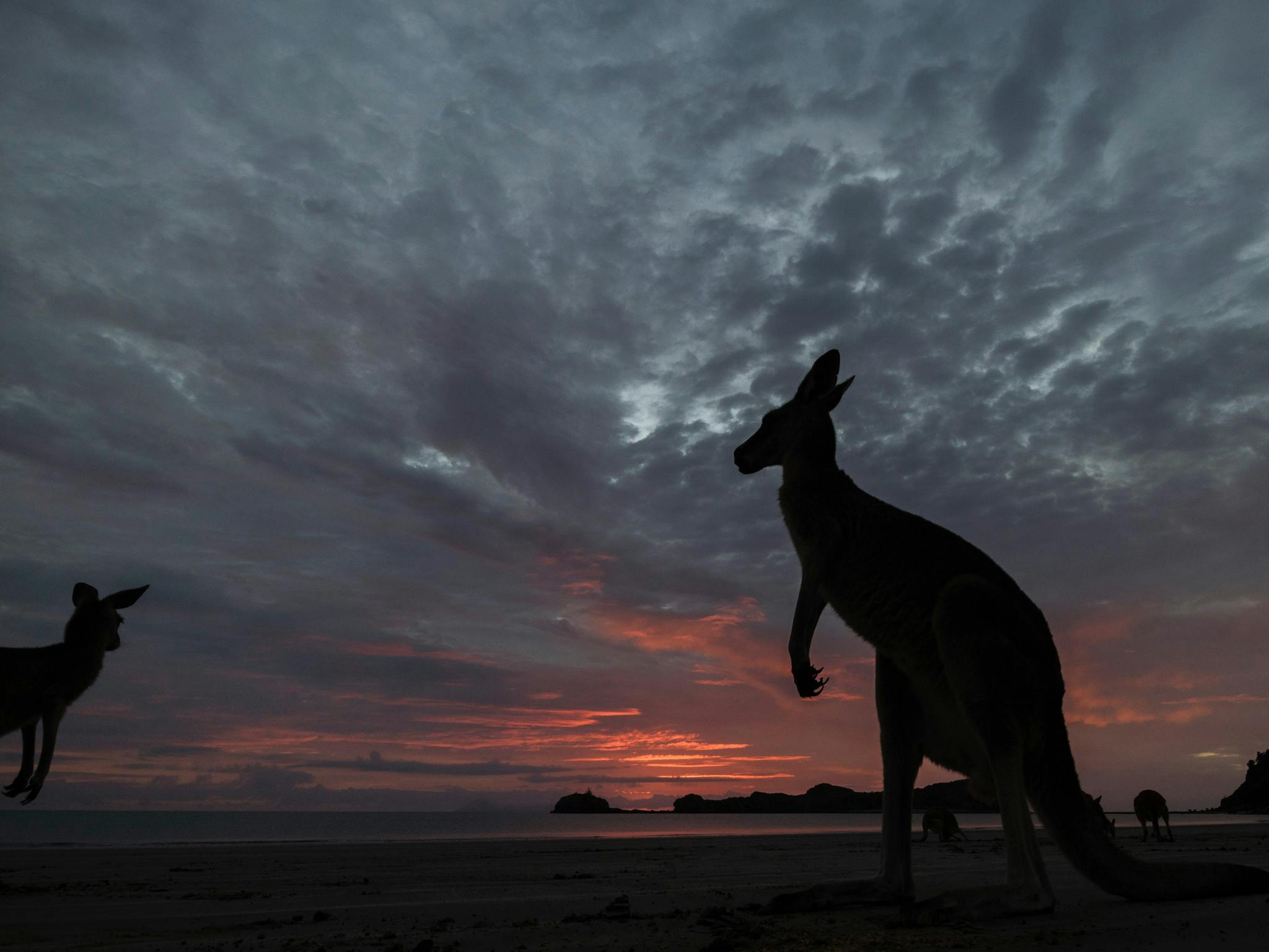 Kangaroo silhouette under a sunset on Cape Hillsborough beach Kangaroo silhouette under a sunset on Cape Hillsborough beach