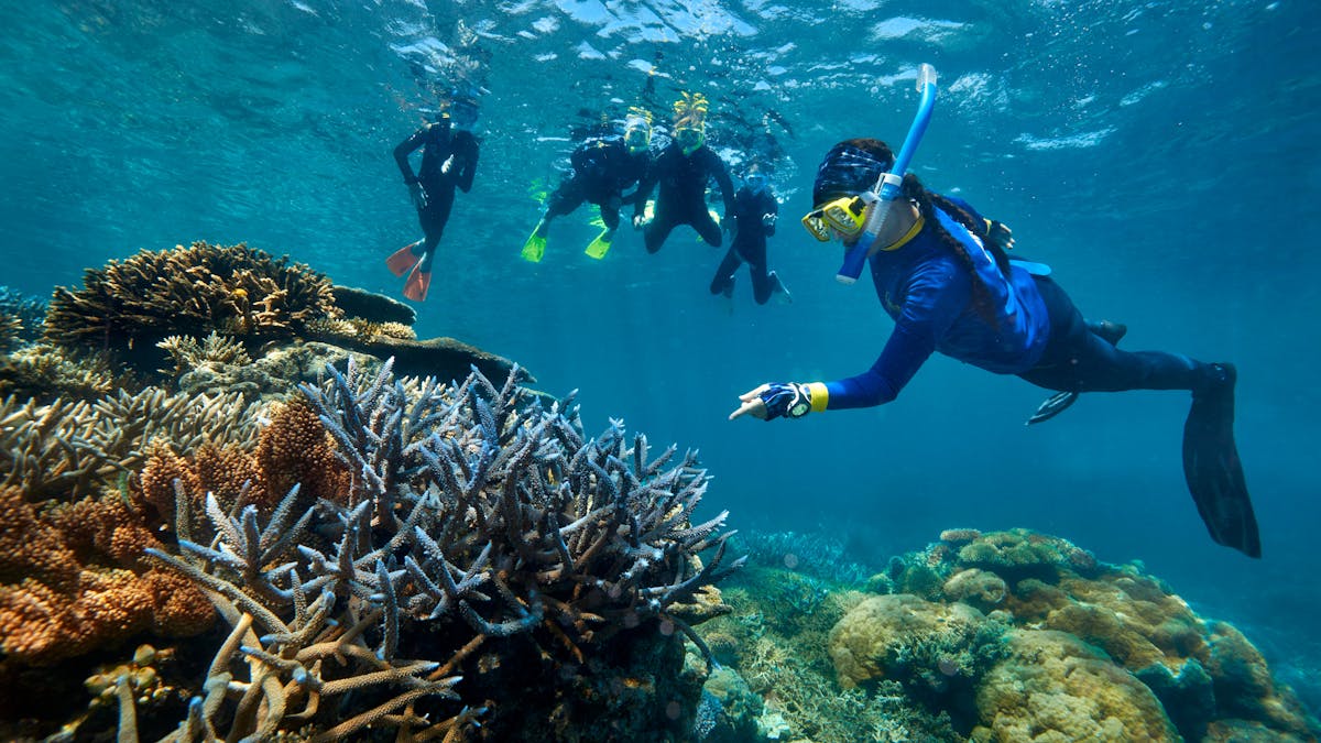 snorkellers with marine biologist