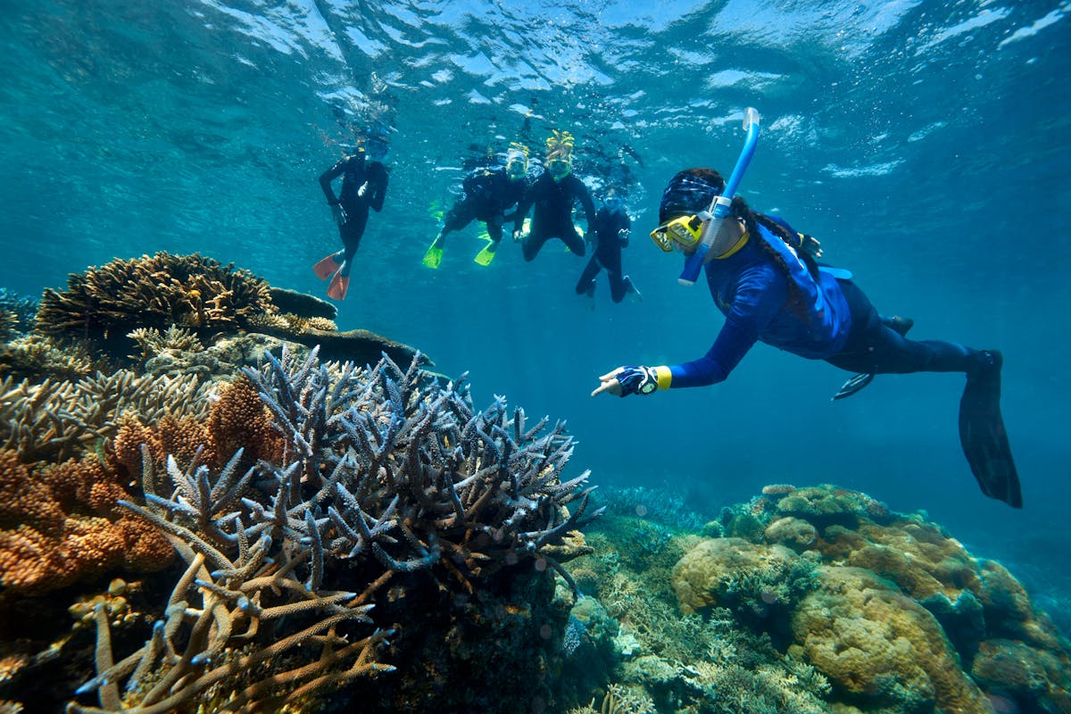 snorkellers with marine biologist