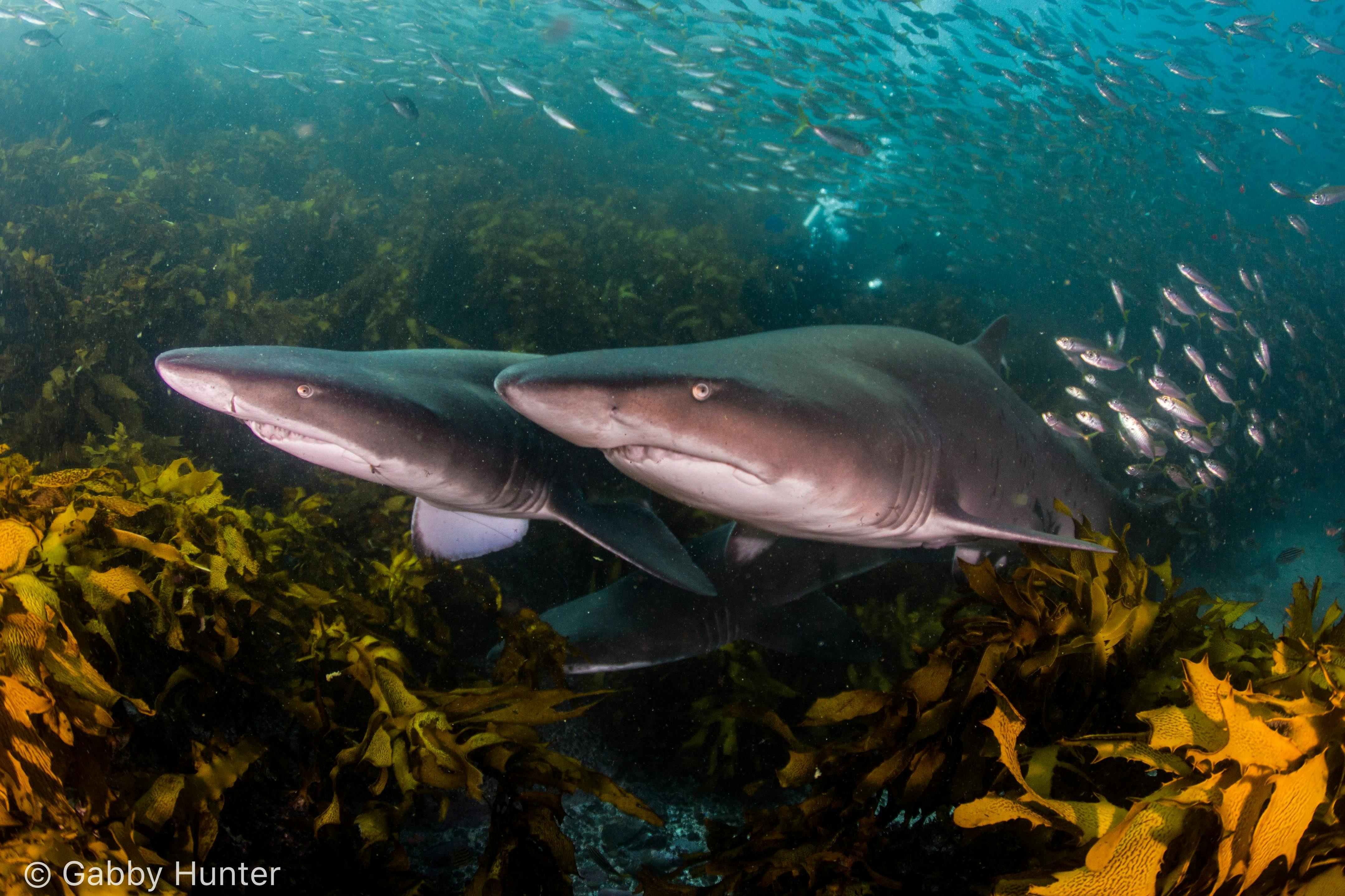 Grey Nurse Sharks at one of their favourite sites