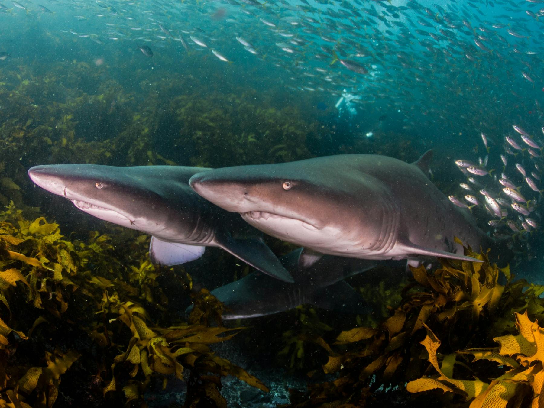 Grey Nurse Sharks at one of their favourite sites