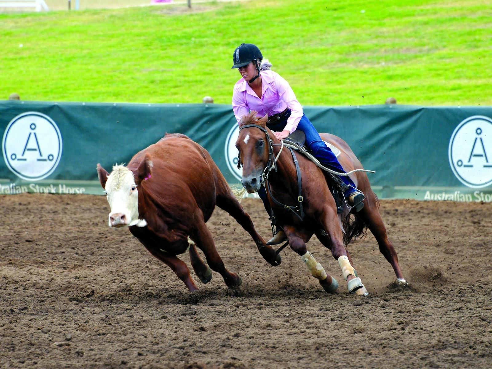 Image for The Australian Stock Horse Society National Show