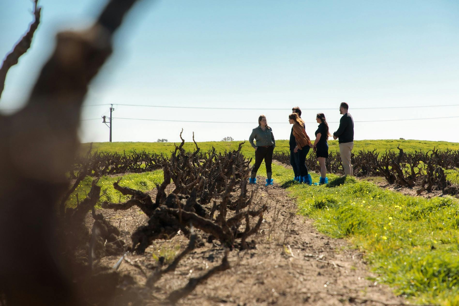 Guests in old Grenache vineyard
