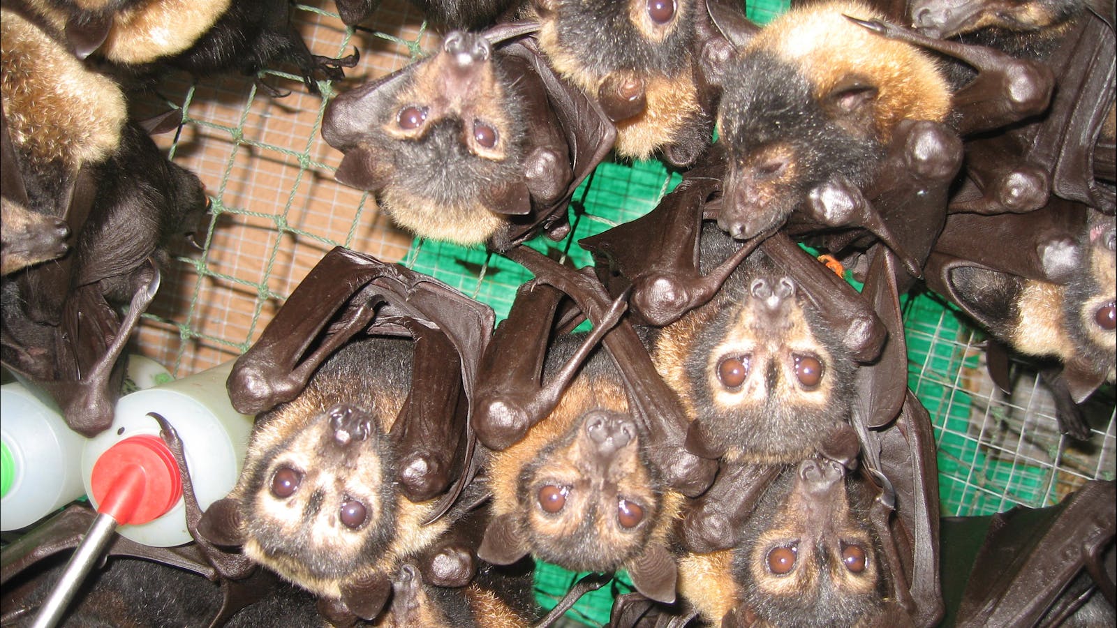 Bat Hospital Visitor Centre