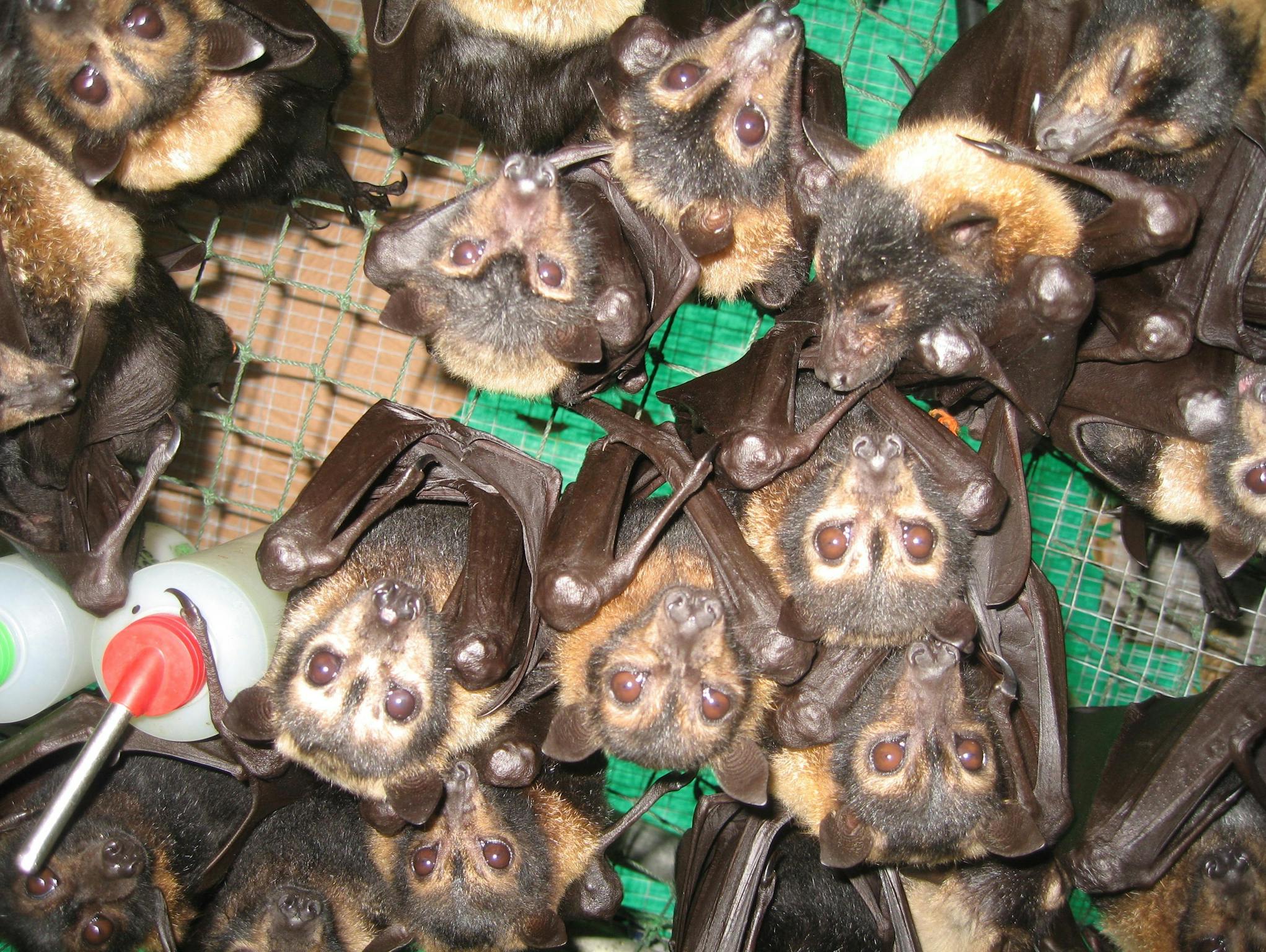 Lots of baby flying fox orphans