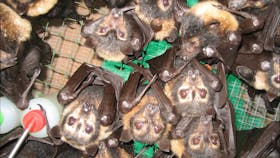 Bat Hospital Visitor Centre