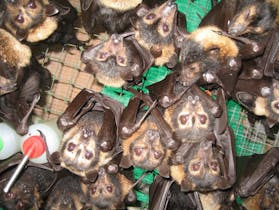 Bat Hospital Visitor Centre