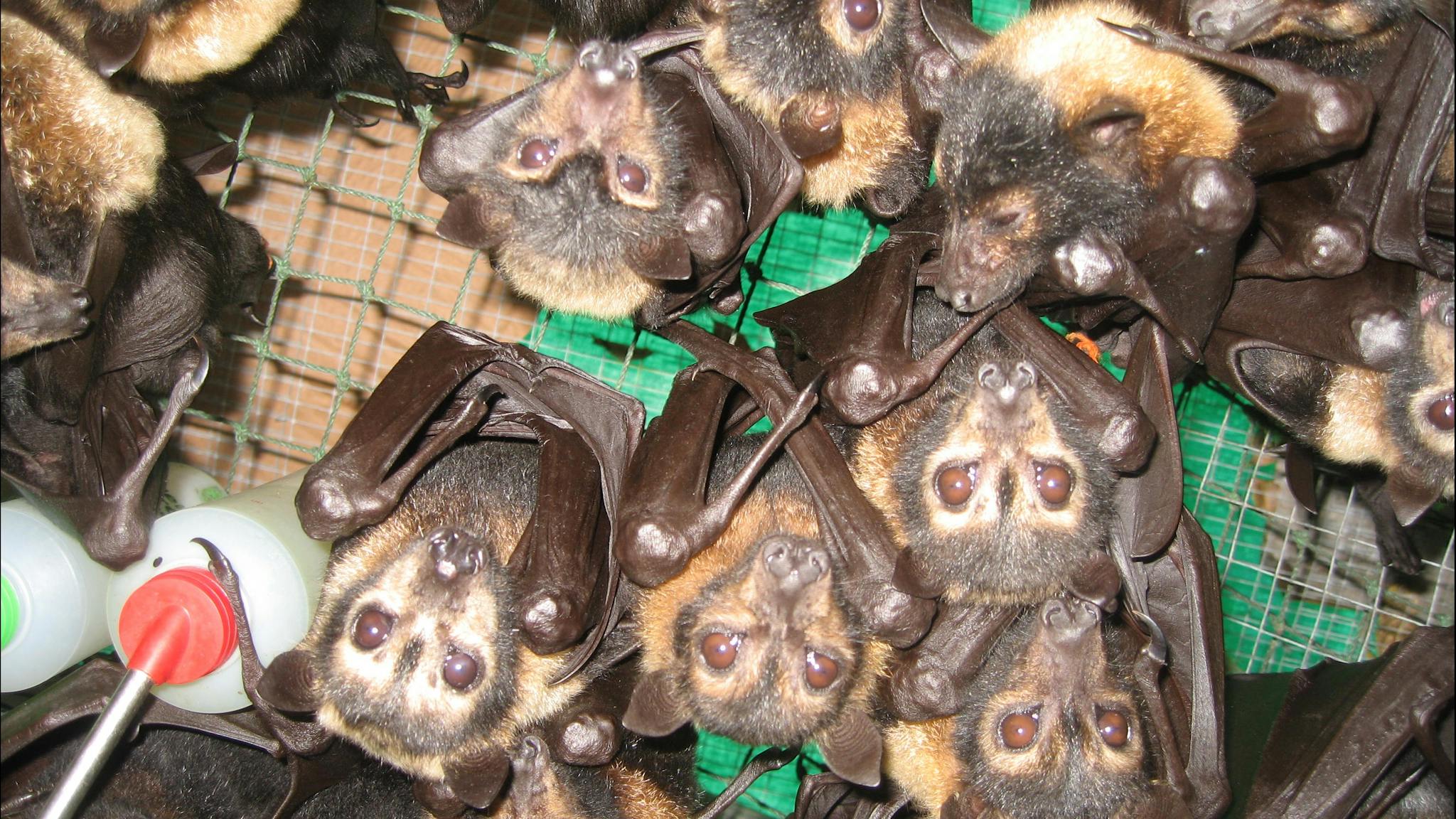 Lots of baby flying fox orphans Lots of baby flying fox orphans