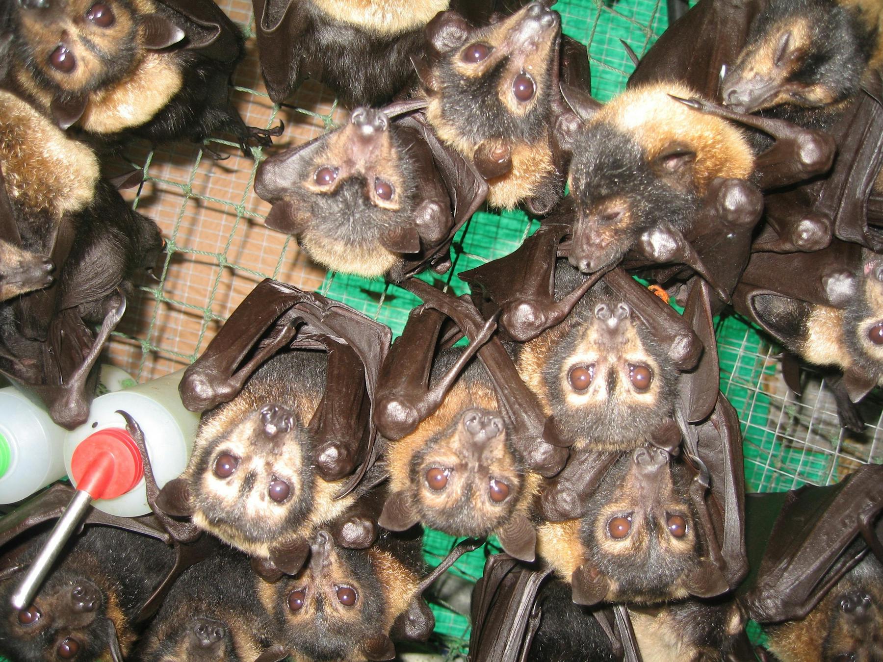 Lots of baby flying fox orphans