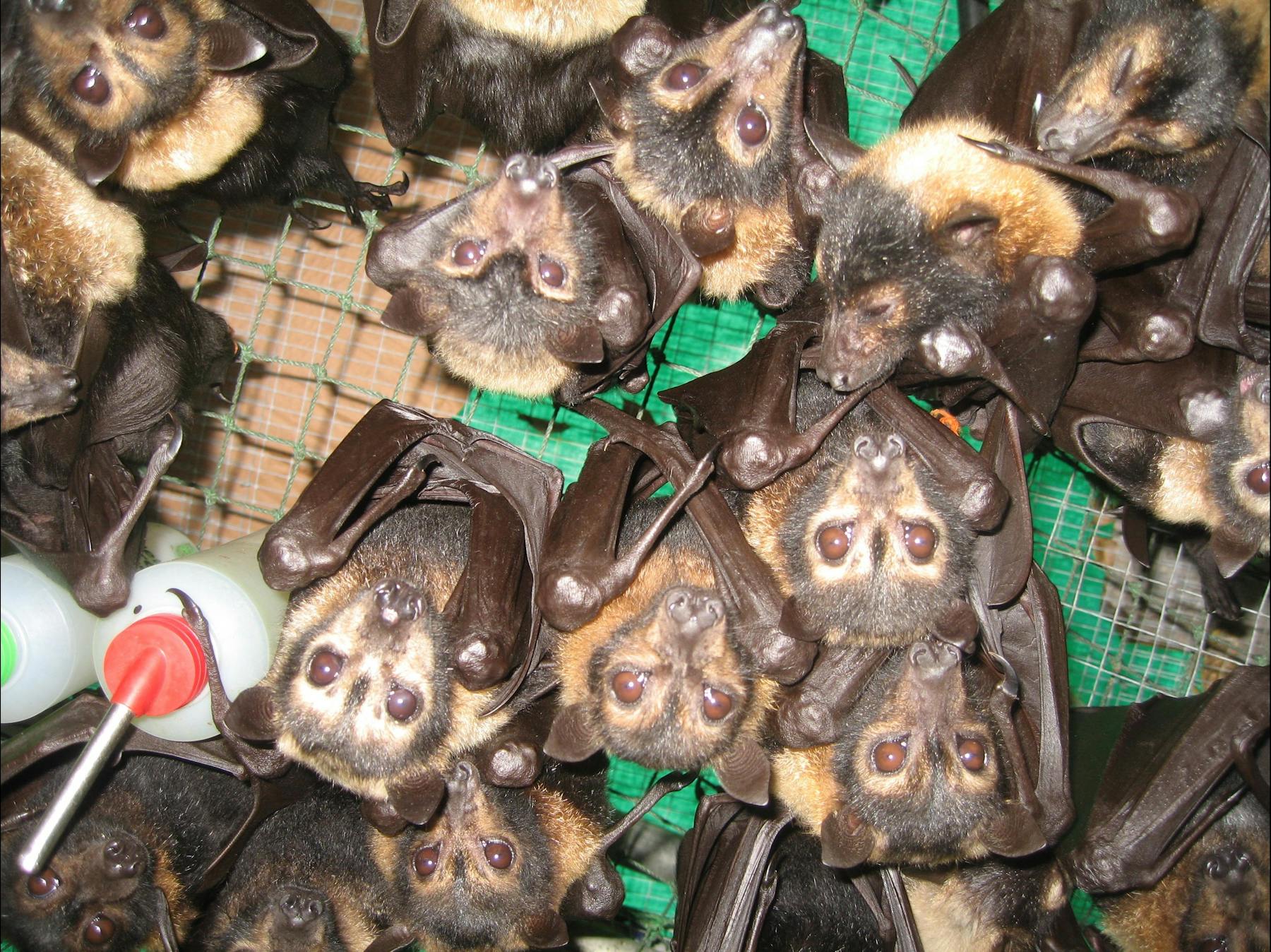 Lots of baby flying fox orphans