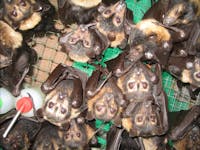 Lots of baby flying fox orphans