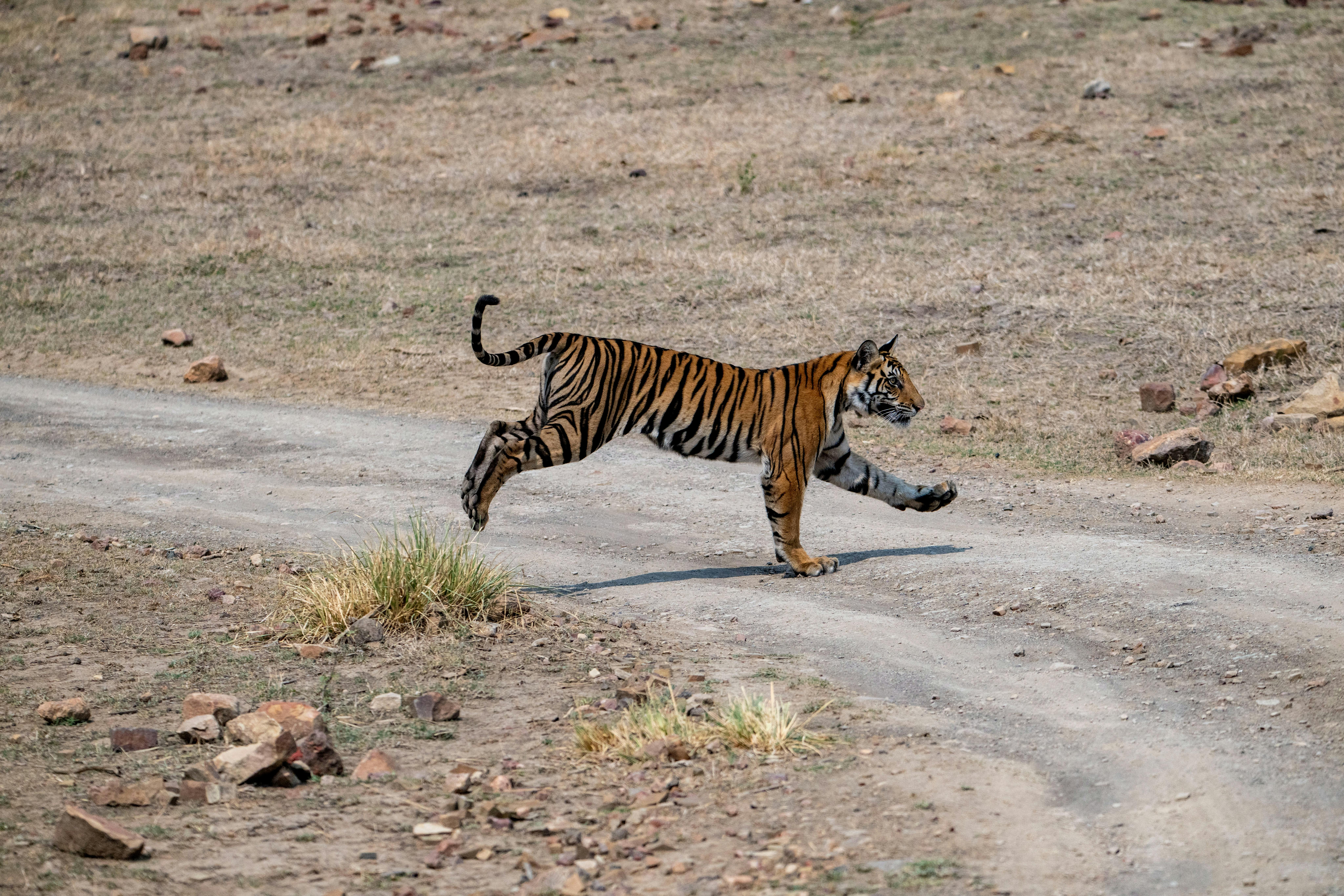 A Bengal tiger crossing a forest track during a jeep safari.