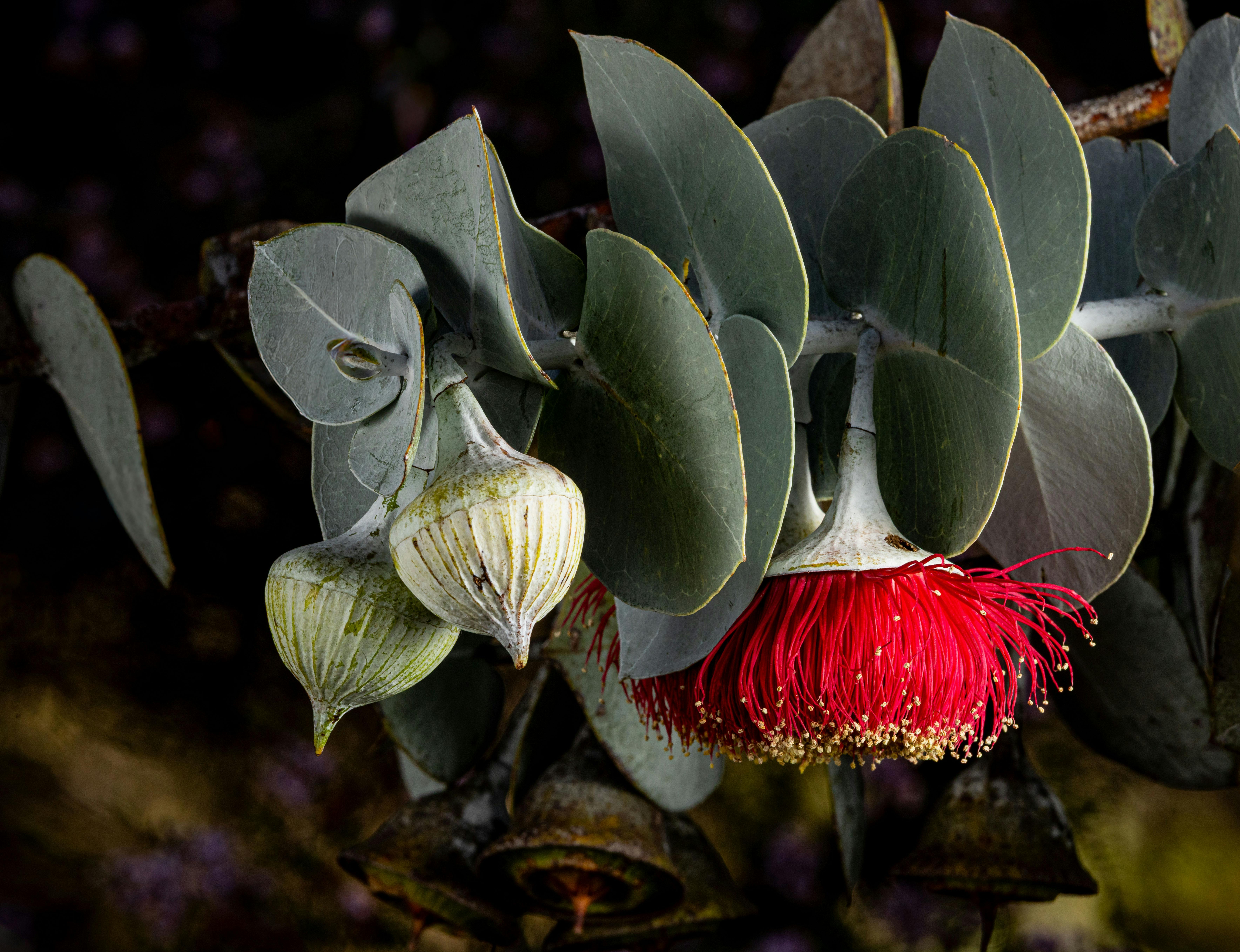 Gum nuts Glenn Smith Photography