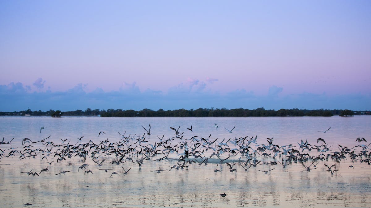 Toorbul Bird Roost Moreton Bay Region