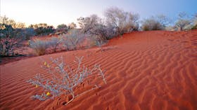 Red sand dune with grey vegetation and yellow flowers.
