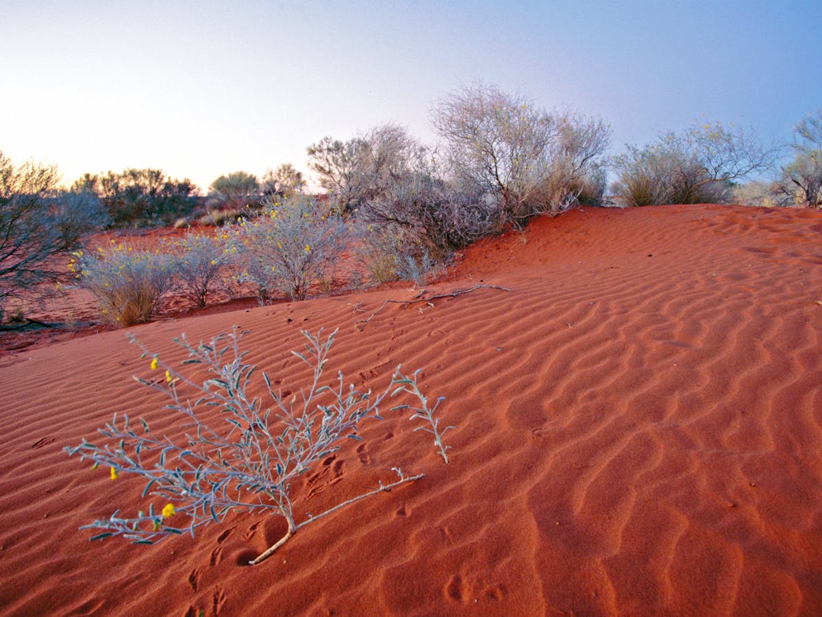Red sand dune with grey vegetation and yellow flowers.