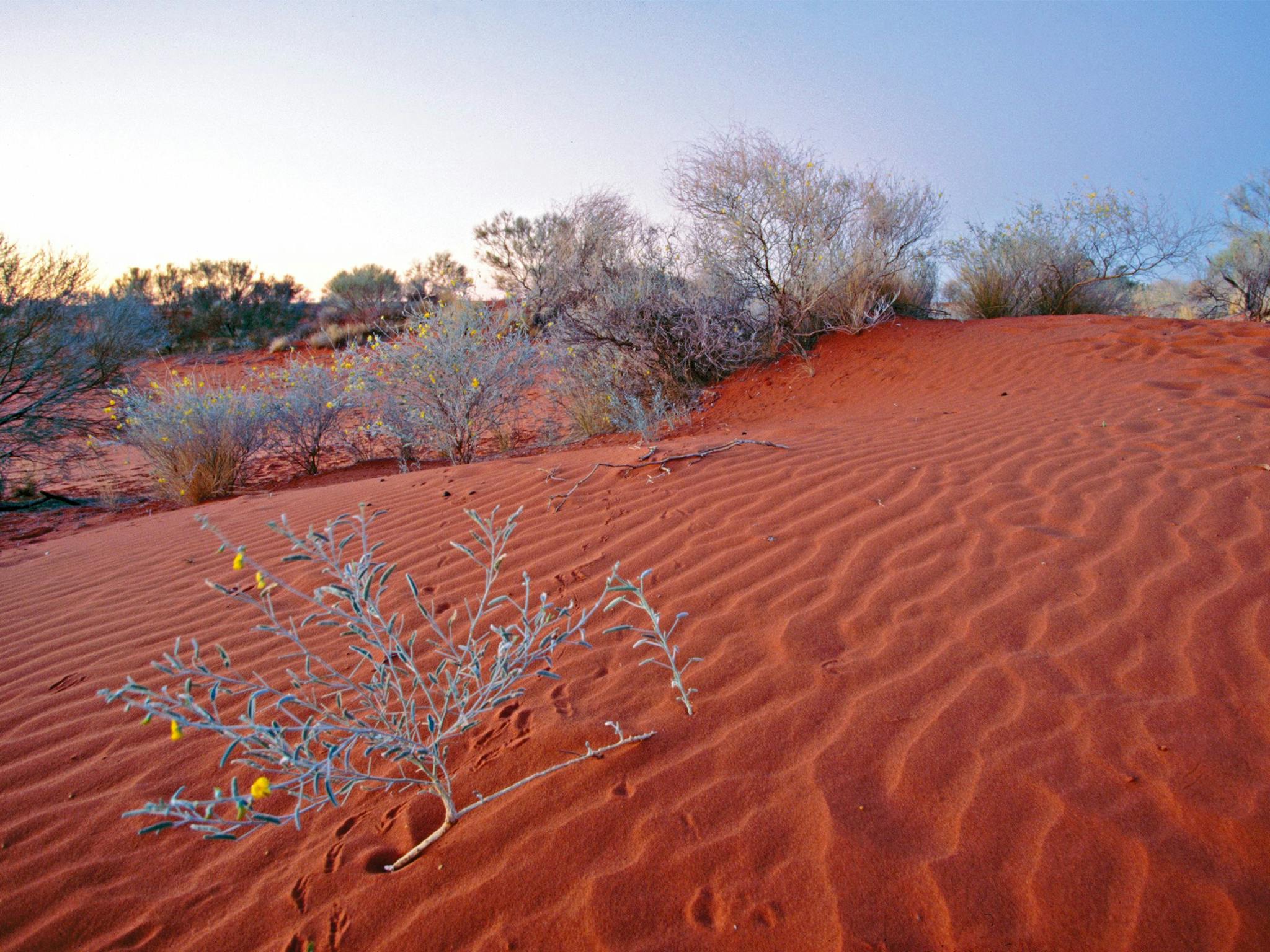 Welford National Park 1000 Attractions Queensland welford-national-park-1000-attractions-queensland