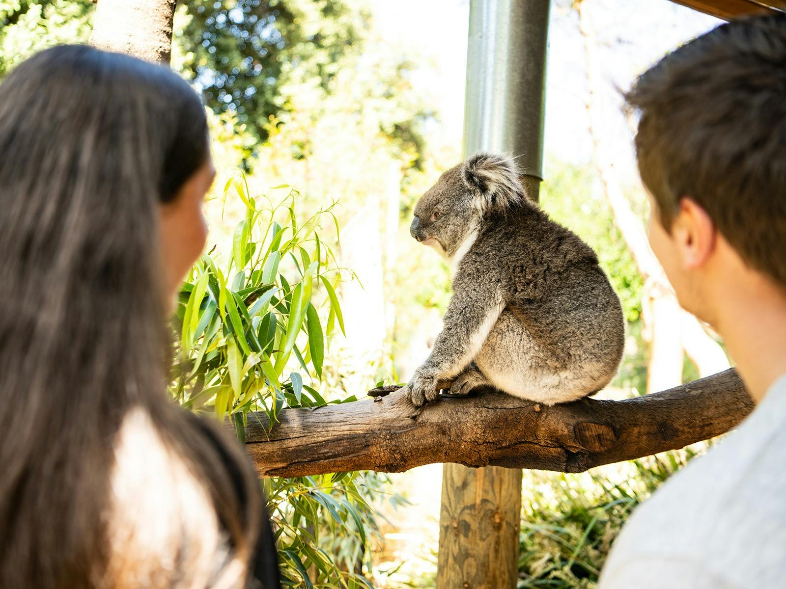 Koala Encounter