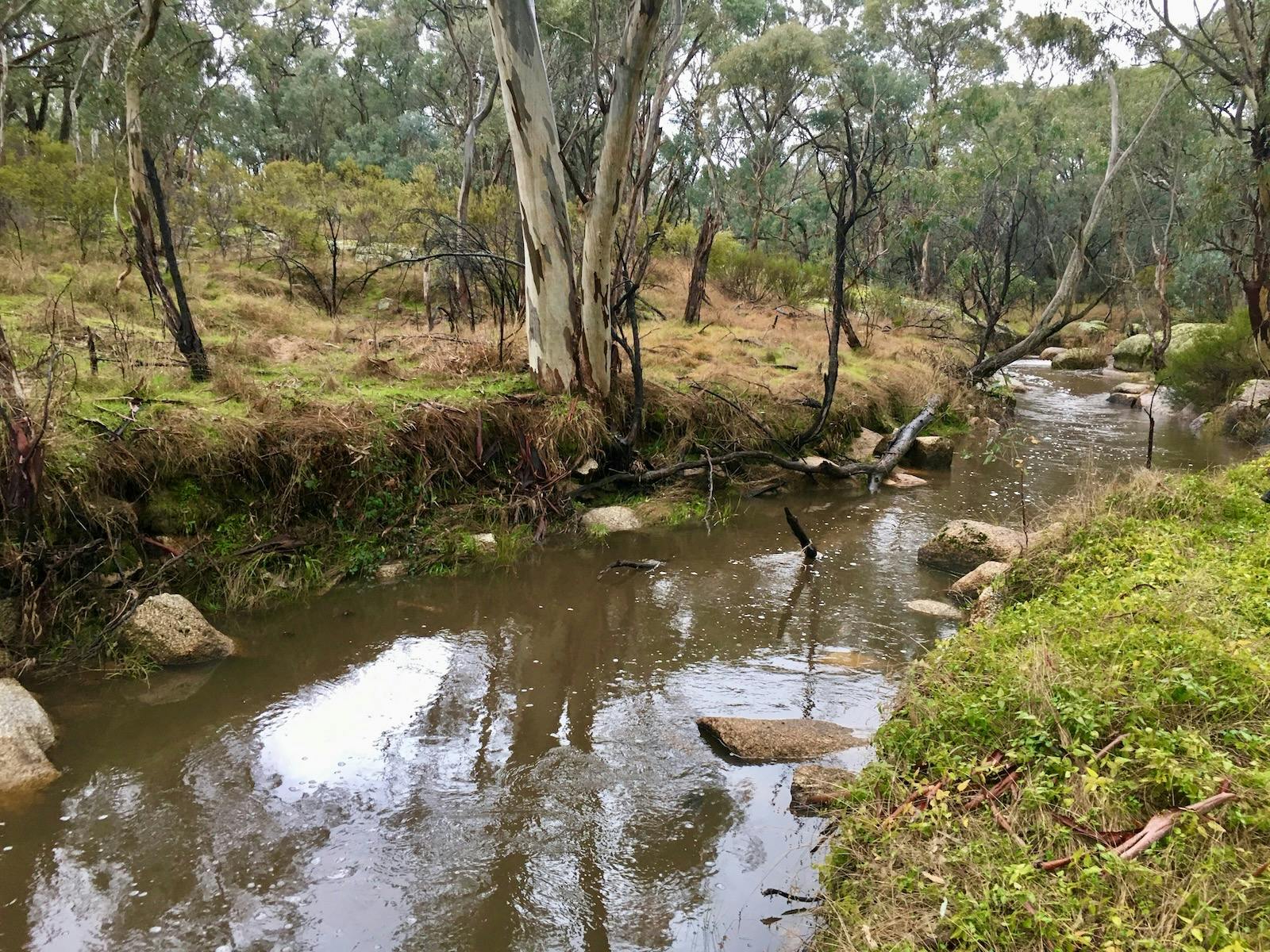 Reedy Creek Streamside Reserve - 50 metres from our doorstep