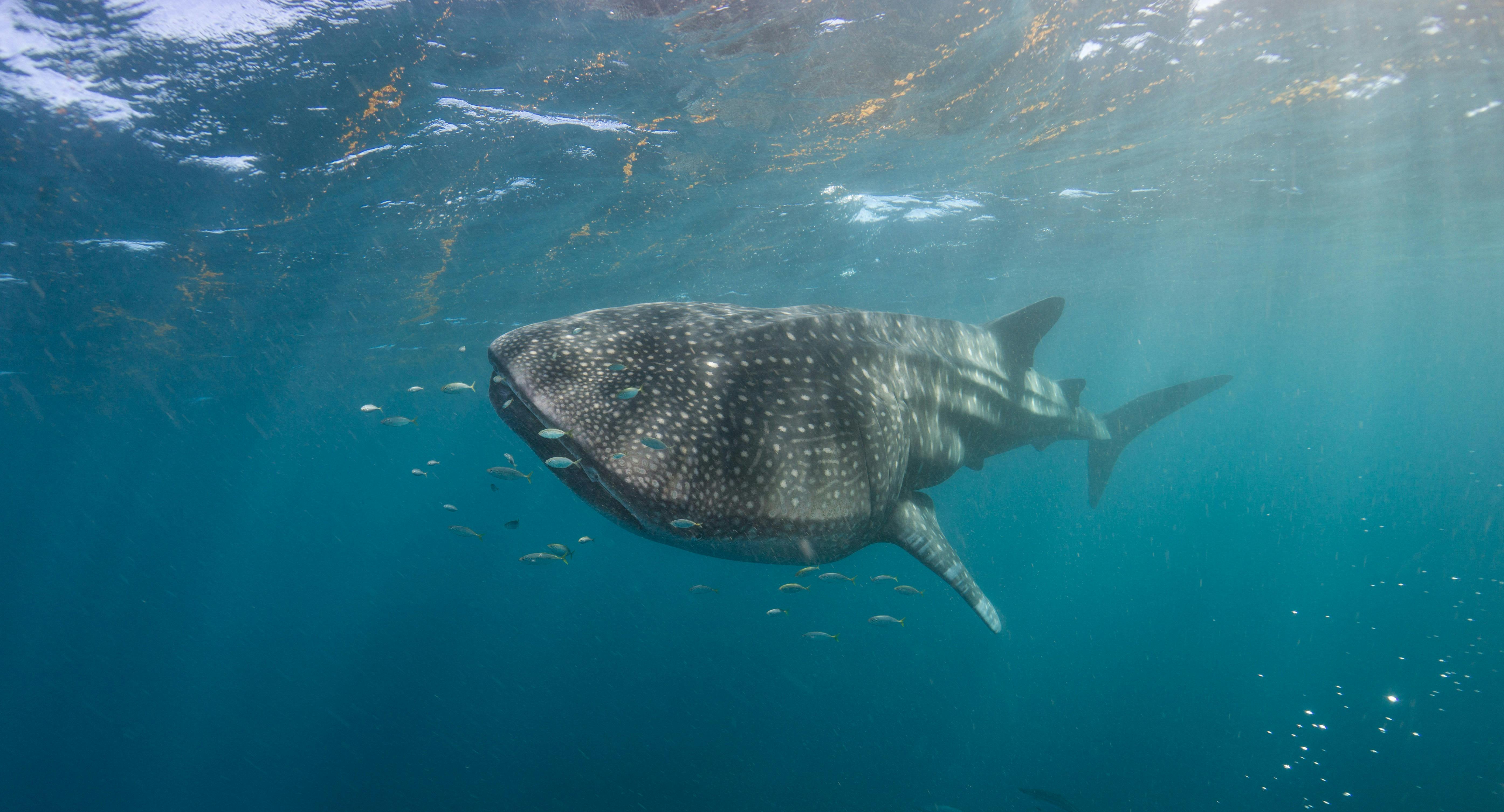 Whale Shark Swimming towards the camera