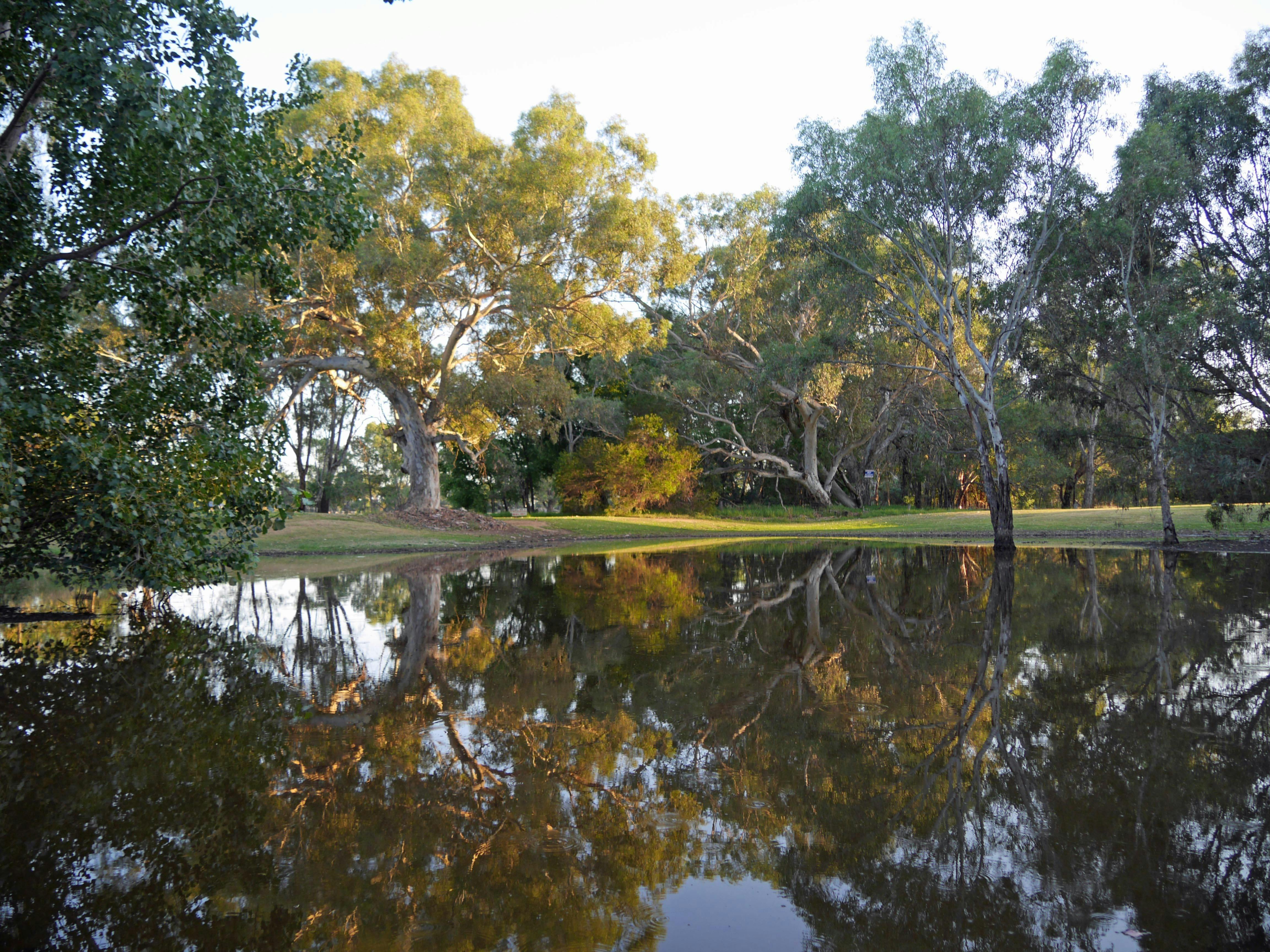 Trees reflected over water, grass, sunny day.