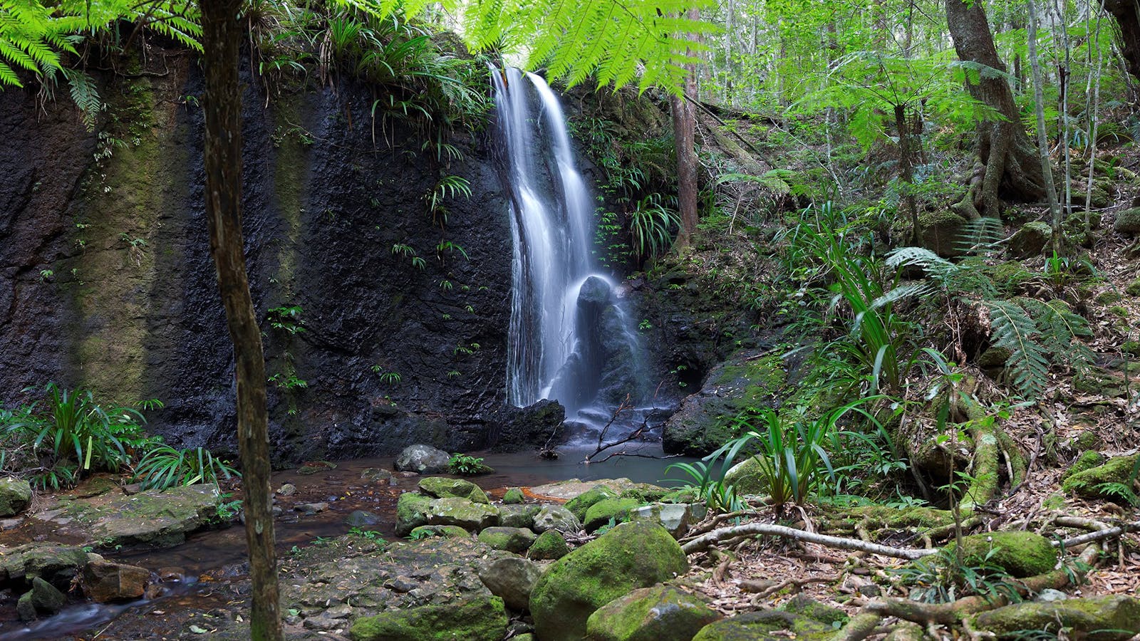 Gold Coast Hinterland Great Walk