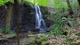 Lacey waterfall in rainforest setting.