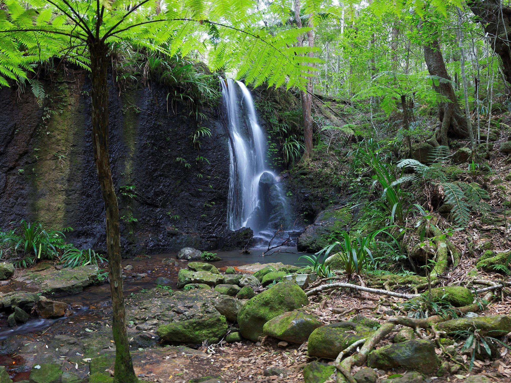 Lacey waterfall in rainforest setting. Lacey waterfall in rainforest setting.