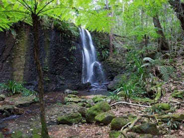 Lacey waterfall in rainforest setting.